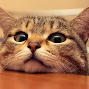 ルア教授　≪猫様のお雑学≫
