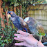 19yEsV_1uME-channel-avatar-Pionus Tales