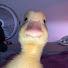 yRYpN8XpHLM-channel-avatar-ChuckleDuck