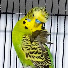 tTMS3lCFihc-channel-avatar-Budgies sounds channel 