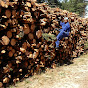 قطع الأشجار في إسبانيا