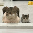 -wsLXI0qahc-channel-avatar-保護猫カフェ　かくれ家