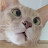@reamy_the_cat