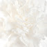 Zto4FWYB-XE-channel-avatar-The White Garden
