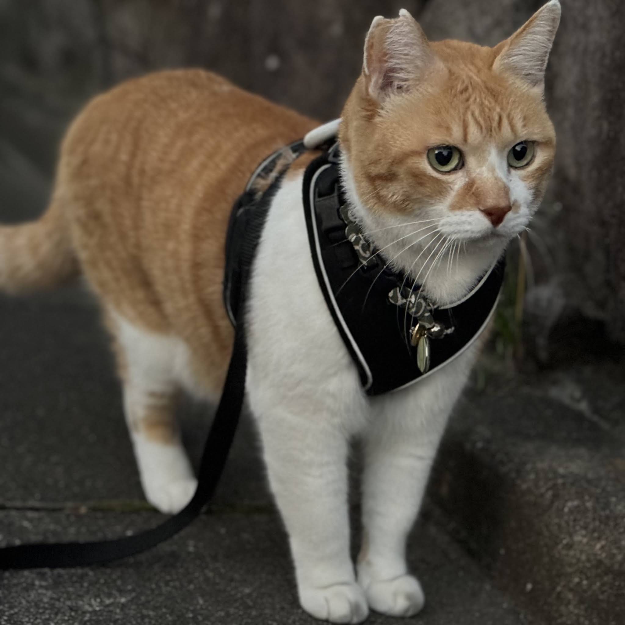 Post from 元野良猫チャチャとR me
