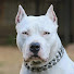 jTIaw1qqUXQ-channel-avatar-Pitbull Poker
