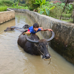 Ulum Bolang