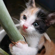 Funny Cat Shorts