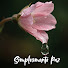 9AOKPbw5hSQ-channel-avatar-Simplesmente Paz