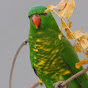 Beautiful birds of Australia 