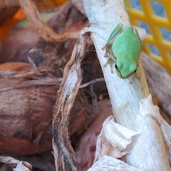 山里の痩せ地を開墾💚家庭菜園💚　天熊竹 Ama-No-Kumatakeアイコン画像