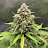 @BronsonGrows