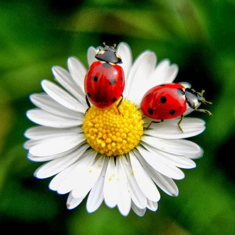 Nature