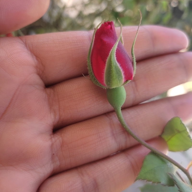 yours.rosebud
