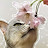 @cherry_bloom-32