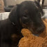 mU7bG_1trNU-channel-avatar-Noob Dog