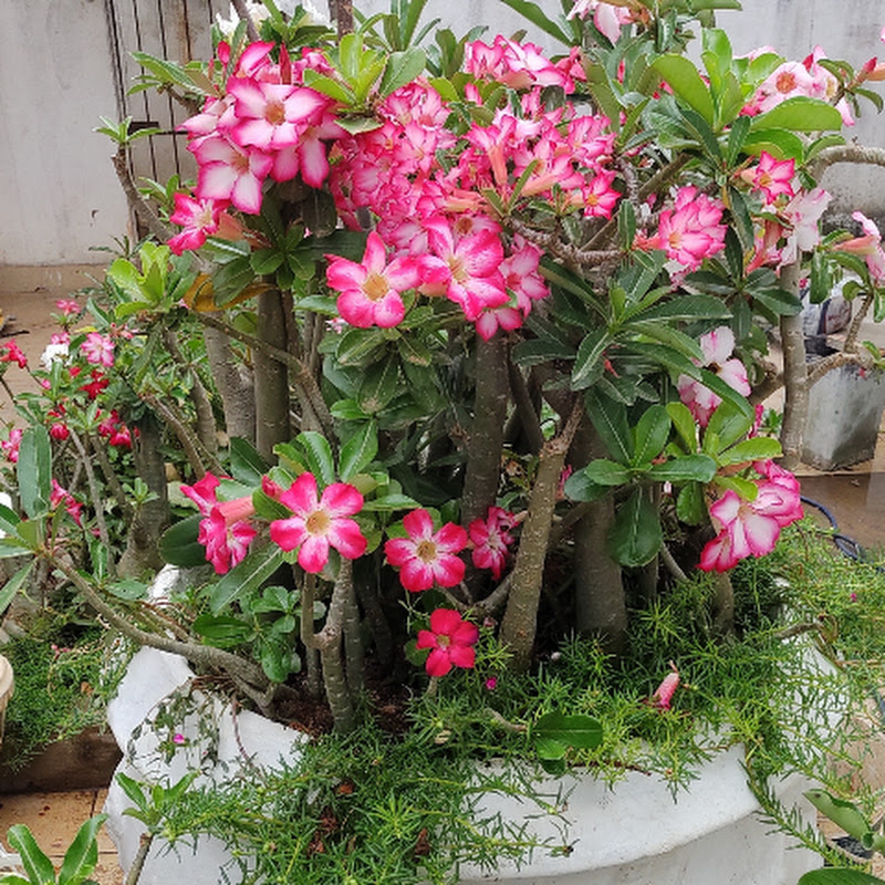CLEUZA - ROSAS DO DESERTO