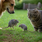 Animal food chain