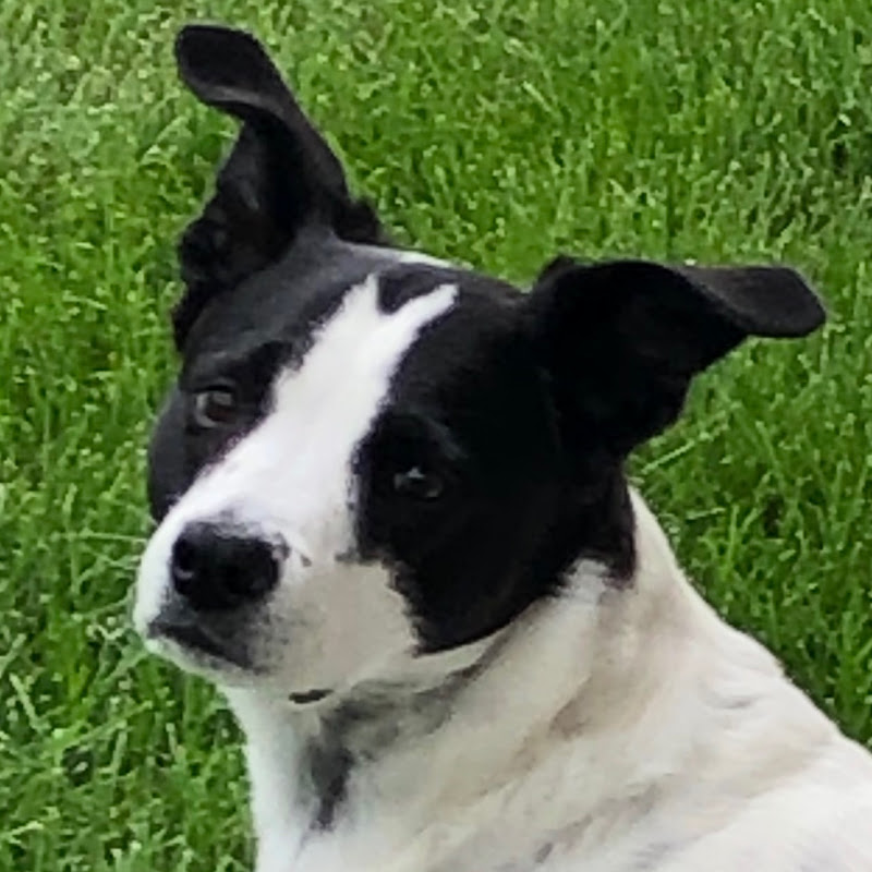 Dewey