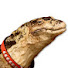 UnVGGCxxywg-channel-avatar-monitor lizard