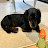@DICKIETHEDACHSHUND