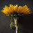 @andreak4280 Avatar