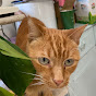 Amy louise Bruton #gingerlovecats YouTube Profile Photo