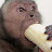 @falconmonkey Avatar