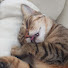 PGafxBo4iWI-channel-avatar-FINA@0307🐈‍⬛