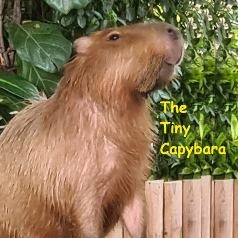 TheTinyCapybara