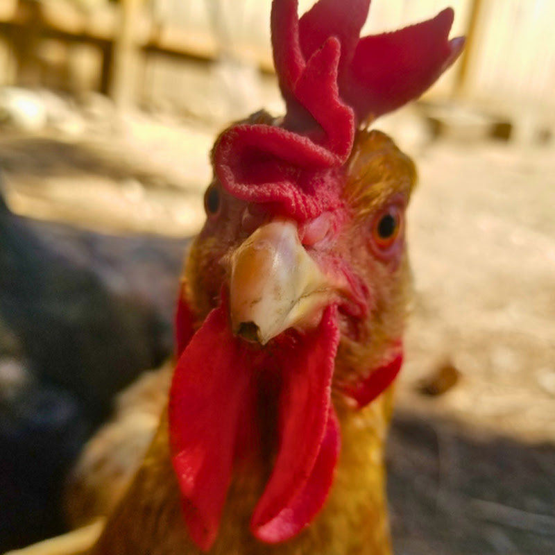 Washington Chickens