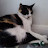 @thecutecat2525