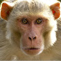 monkeyshowtv logo