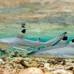 🦈•The_black_tip_reef_shark•🦈