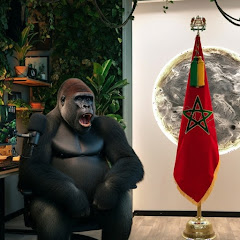 غوريلا مغربي