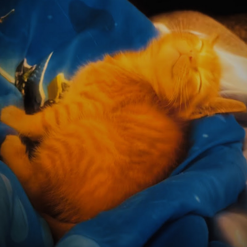 Our Cute Pets avatar