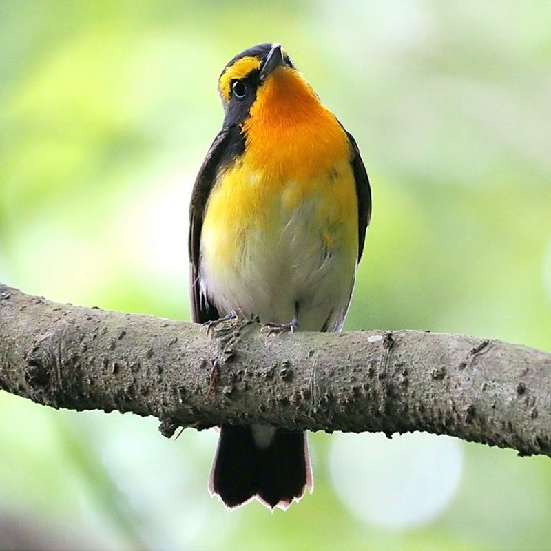 解説！鳥の鳴き声図鑑のサムネイル