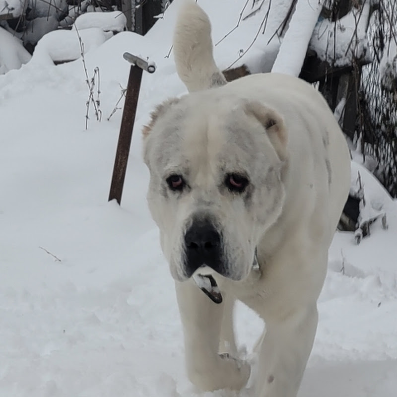 Алабай земли рязанской Logo