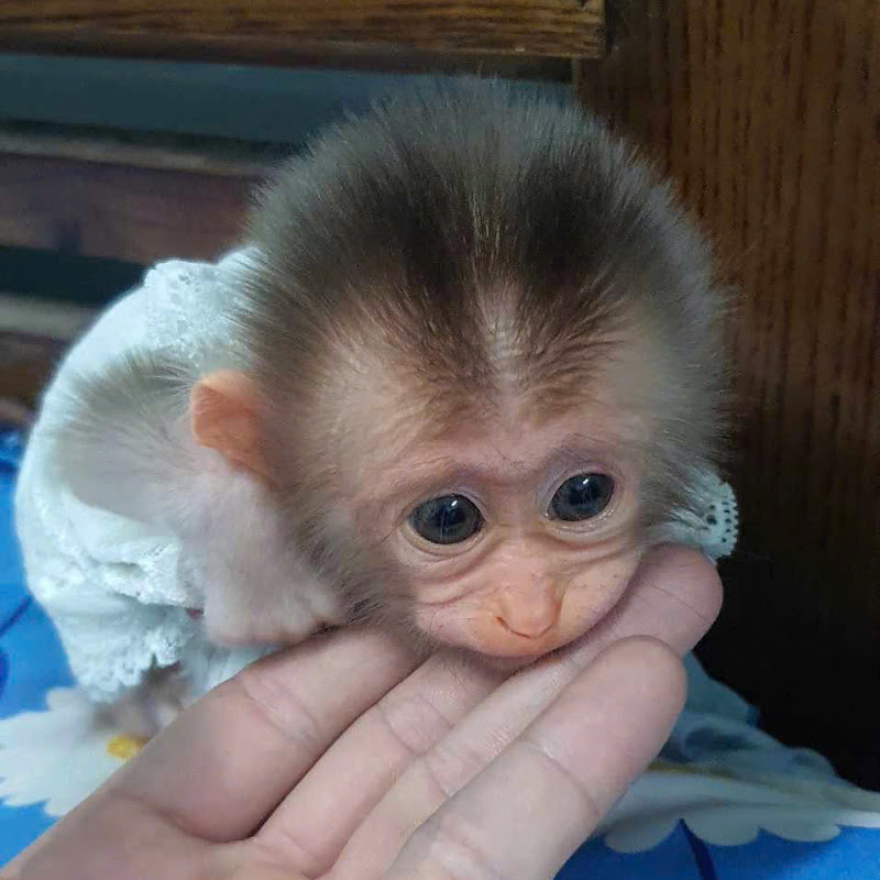 Monkey Lili168