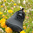 @earthingshoes