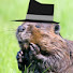 oCfHe6cZ9oo-channel-avatar-SuspiciousBeaver