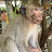 Smart pet monkey