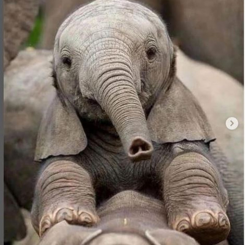 ANIMAL WORLD