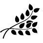 Seed Church logo