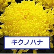 キクノハナチャンネル