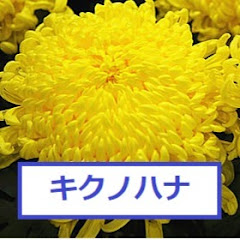 キクノハナチャンネルアイコン画像