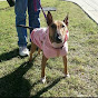 North Texas Bull Terrier Foster and Rescue logo