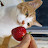 @냥냥catcat