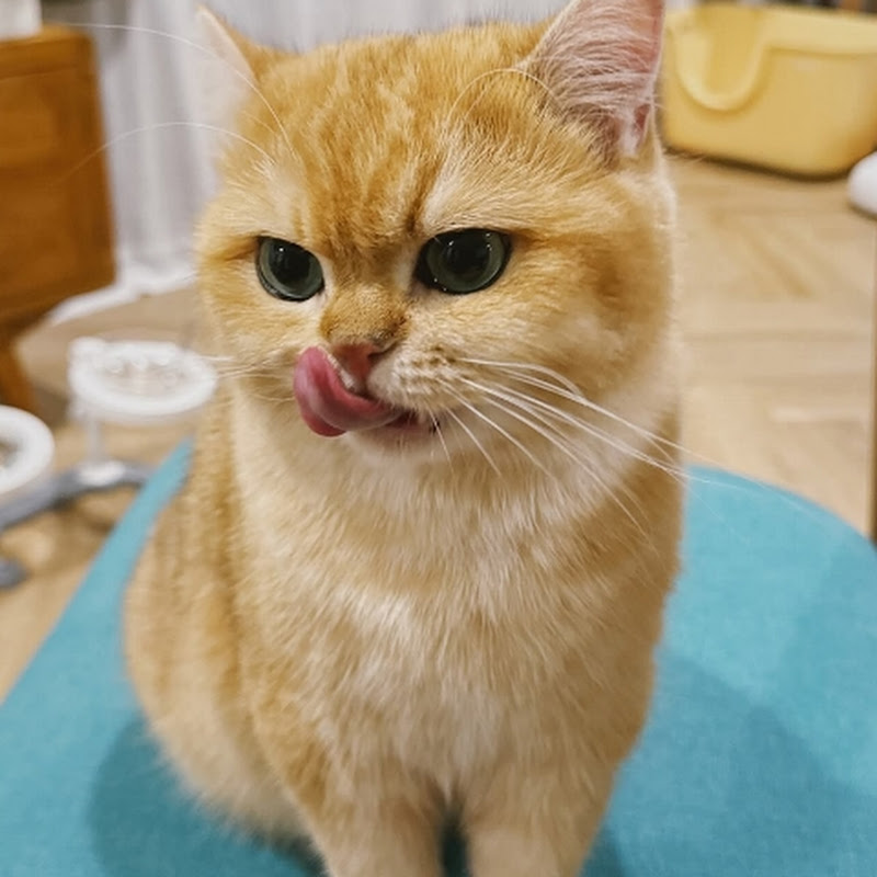 Subscrib Channel Kucing Lucuku 🤗