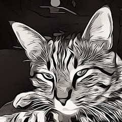 BobCat Video